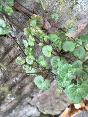 Glechoma hederacea