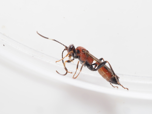 Crytea sanguinator