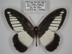 Papilio cynorta