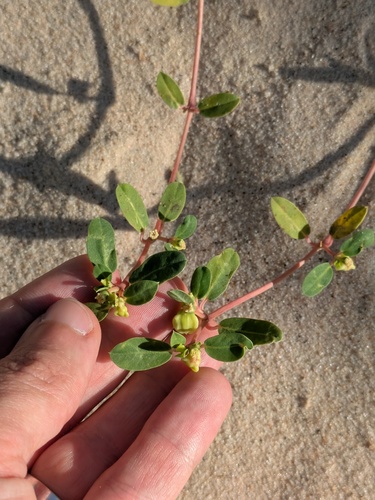 sanddune sandmat (Euphorbia carunculata)