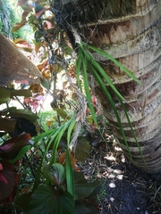 Eulophia falcigera