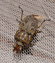 Ryssonotus nebulosus