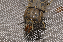 Ryssonotus nebulosus