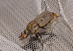 Ryssonotus nebulosus