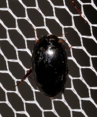 Platynectes