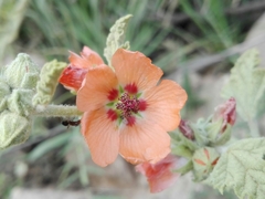 Sphaeralcea cordobensis