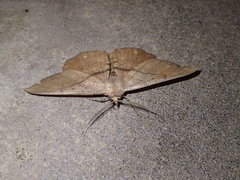 Chorodna ochreimacula