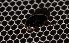 Platynectes