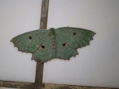 Chlorodontopera taiwana