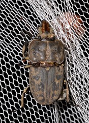 Ryssonotus nebulosus