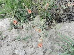 Sphaeralcea cordobensis