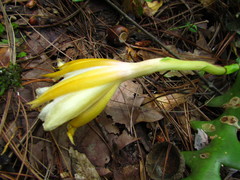 Disocactus anguliger