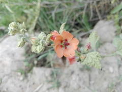 Sphaeralcea cordobensis