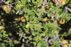 Diospyros intricata