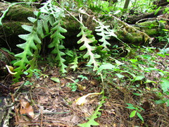 Disocactus anguliger