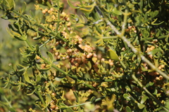Phoradendron brachystachyum