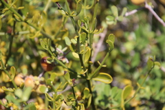 Phoradendron brachystachyum