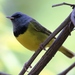 Mourning Warbler - Photo (c) Tom Benson, some rights reserved (CC BY-NC-ND)