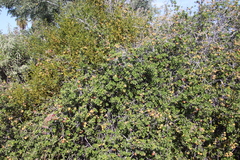 Phoradendron brachystachyum