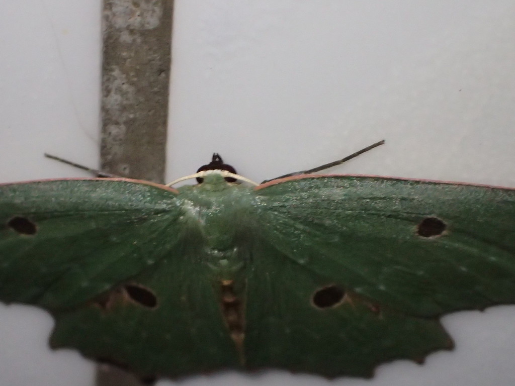 Chlorodontopera taiwana
