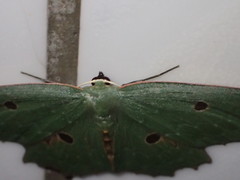 Chlorodontopera taiwana