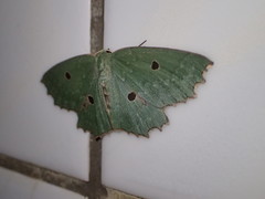 Chlorodontopera taiwana