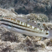 Bynoe Goby - Photo (c) Alex Hoschke, some rights reserved (CC BY-NC), uploaded by Alex Hoschke