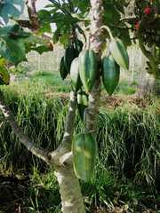 Vasconcellea × pentagona