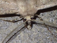 Chorodna ochreimacula