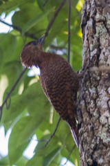 Micropternus brachyurus