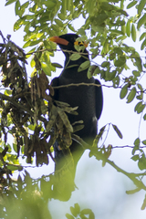 Gracula religiosa intermedia