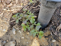 Mecardonia procumbens