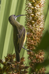 Arachnothera longirostra