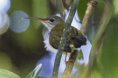 Arachnothera longirostra