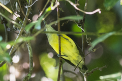 Arachnothera longirostra