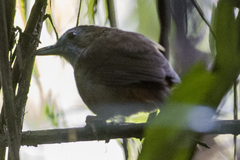 Malacocincla abbotti