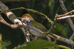 Orthotomus atrogularis