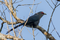 Phaenicophaeus tristis