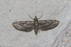 Eupithecia longidens