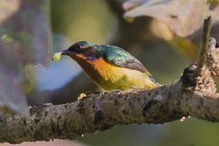 Chalcoparia singalensis