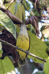 Arachnothera longirostra