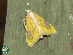 Boeotarcha coemaroalis