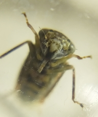 Idiocerus herrichii