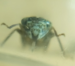 Idiocerus herrichii