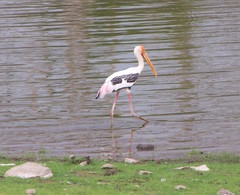 Mycteria leucocephala