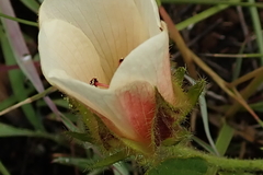 Hibiscus aethiopicus