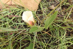 Hibiscus aethiopicus