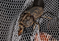 Ryssonotus nebulosus