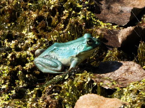 American Bullfrog photographed in Illinois
