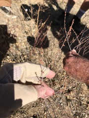 Eriogonum gracile gracile